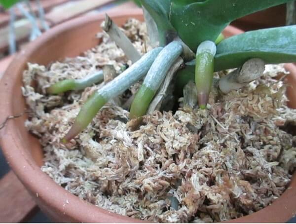 Dớn trắng Chile, rêu sâu có nhiều ưu điểm nổi bật: giúp giữ nước, cung cấp oxy cho cây,...