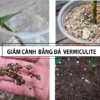 Giâm Cành Hồng Bằng Vermiculite Đơn Giản | Ra Rễ 100% 