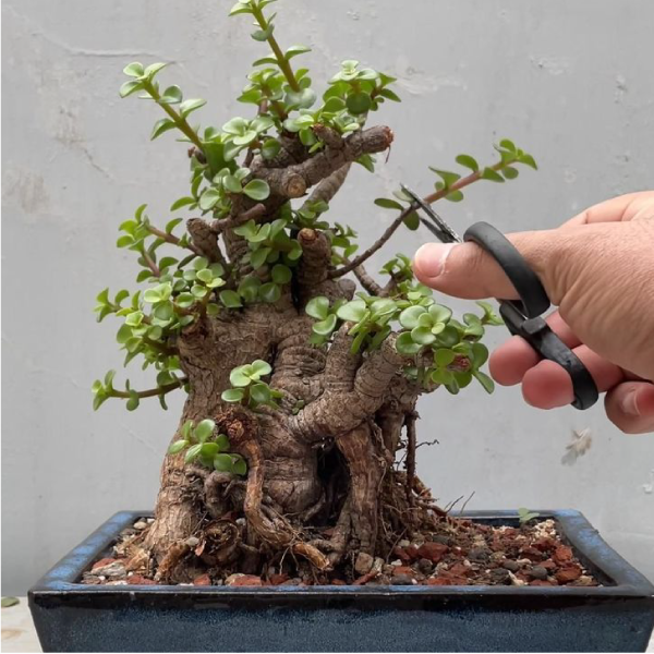 Cắt tỉa cành bonsai