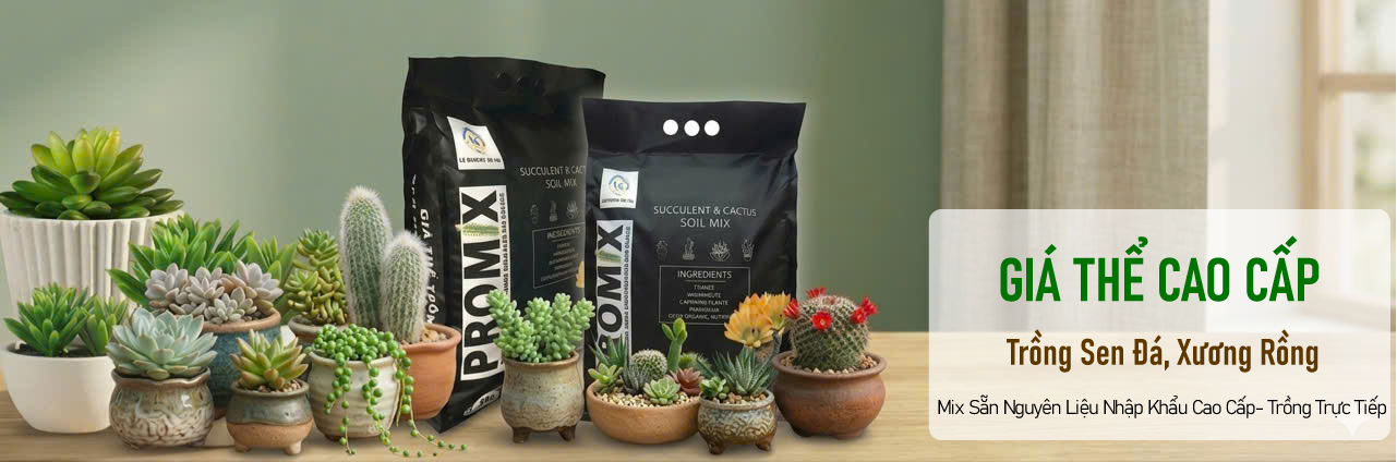 hốn-hợp-trồng-sen-đá