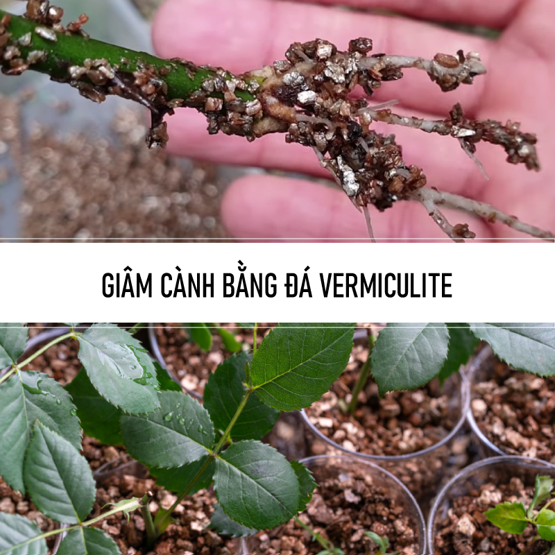 Đá khoáng Vermiculite